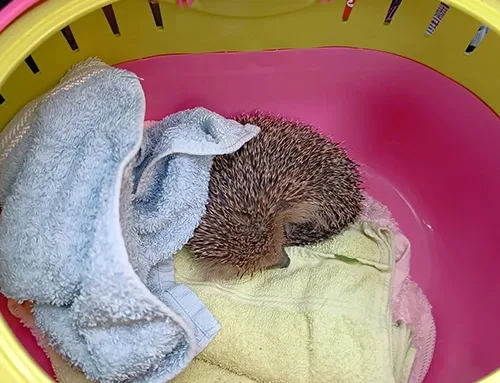Igel-Rettung in Herne